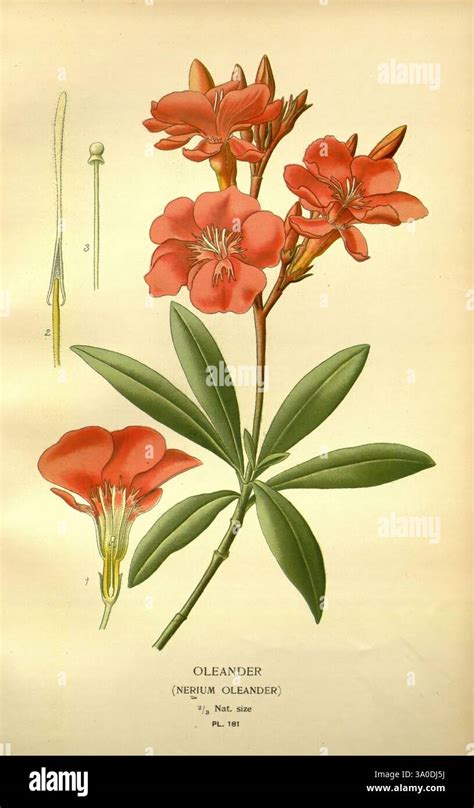 Illustration détaillée de Nerium oleander montrant ses fleurs étoilées et son feuillage persistant