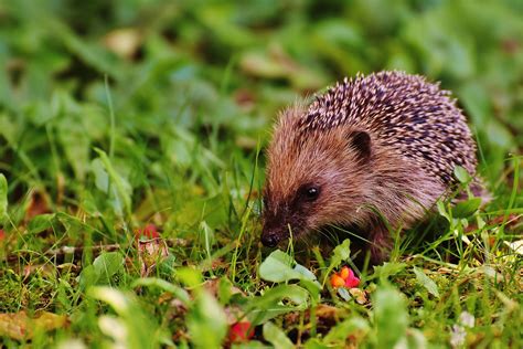 Photographie d'un hérisson dans un jardin partagé lillois