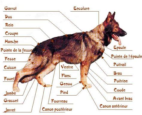 Infographie présentant les zones du corps du chien les plus sensibles aux différentes causes d'alopécie
