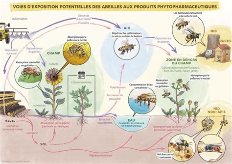 Diagramme montrant les interactions entre la floraison, les abeilles et la production de fruits dans un verger