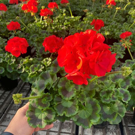 Pélargonium zonale en pleine floraison sur un balcon ensoleillé