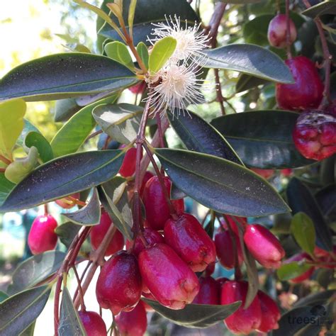 Bonsaï de Syzygium paniculatum en fleurs