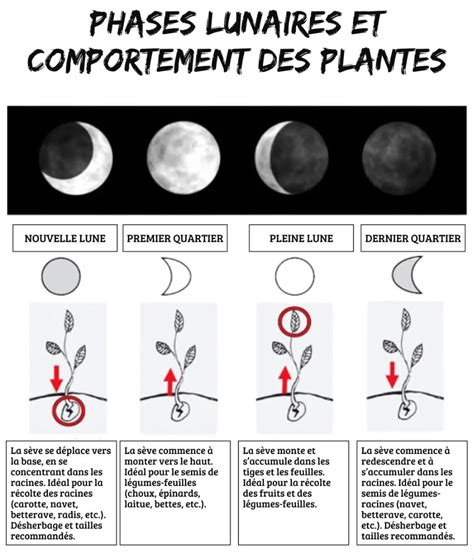 Schéma explicatif des phases lunaires et leur influence sur la sève des plantes