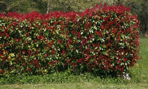 Haie de Photinia avec des feuilles rouges et vertes