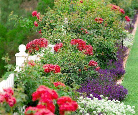 jardin fleuri avec des rosiers sains