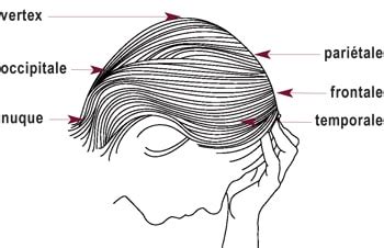 Schéma des différentes zones du cuir chevelu sujettes à l'acné