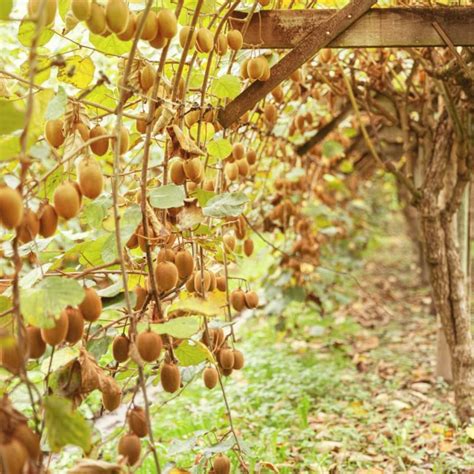 Schéma illustrant la croissance d'une liane de kiwi sur un support type pergola