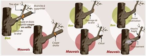 Diagramme illustrant les points de coupe sur une branche de kiwi en hiver
