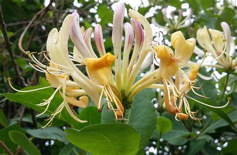 Illustration botanique d'une branche de chèvrefeuille des bois avec ses fleurs tubulaires caractéristiques