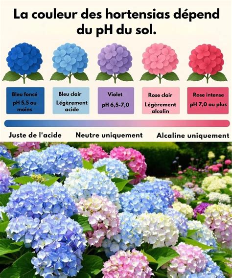 Comparatif des couleurs d'hortensias selon l'acidité du sol