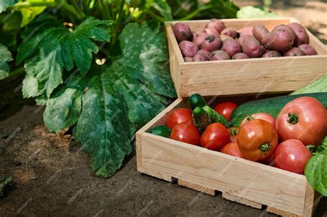 Gros plan sur une récolte de légumes frais (tomates, poireaux, courges) déposés dans des caisses en bois