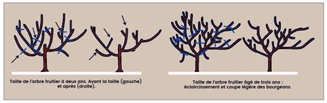 Schéma illustrant la structure idéale d'un arbre fruitier taillé pour favoriser la circulation de l'air