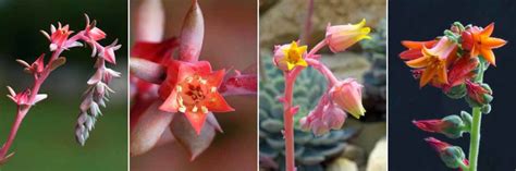 vue rapprochée d'une rosette d'Echeveria en pleine floraison