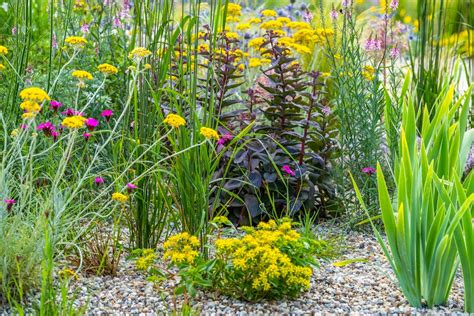 Jardin sec avec des Sedums et Thyms en fleur