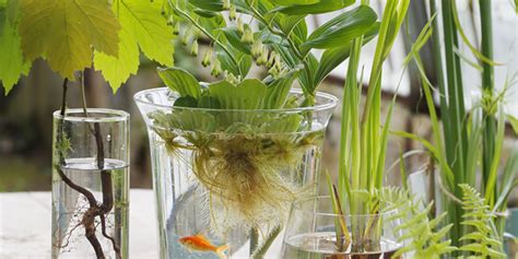Plante aquatique dans un vase transparent