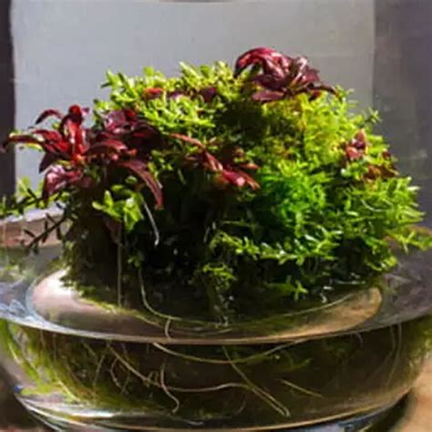 Exemple de Wabi Kusa avec plantes émergées