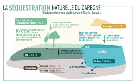 Carte comparative des potentiels de séquestration de carbone selon les zones géographiques (Madagascar vs Europe)
