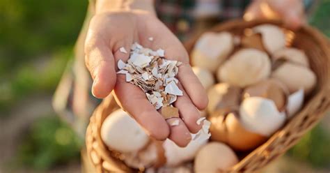 Photo montrant le broyage de coquilles d'œufs pour le jardin