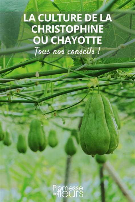 Plan de culture et cycle de développement de la chayotte