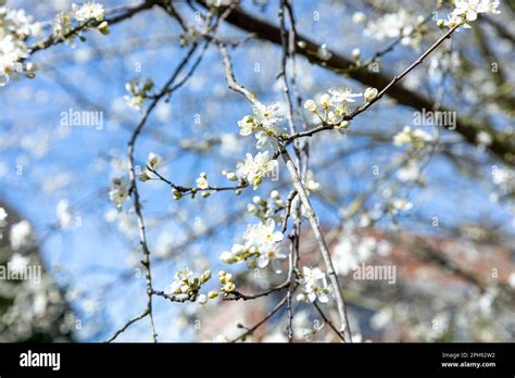 Un prunier en fleurs au printemps dans un jardin