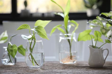 Photo montrant des boutures de plantes dans des contenants en verre