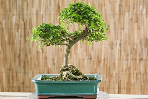 Bonsaï Orme de Chine en pleine forme