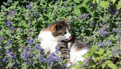 Illustration montrant un chat jouant avec de l'herbe à chat loin des bonsaïs