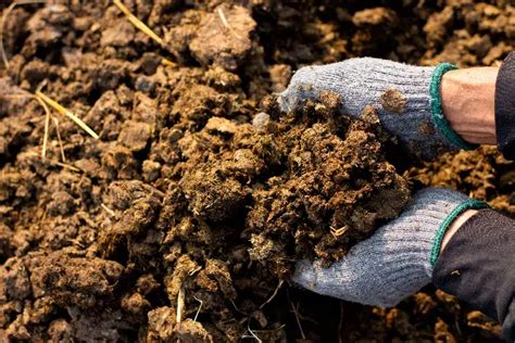 Tas de fumier de cheval composté dans un jardin