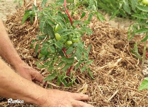 Illustration d'un potager avec paillage et fumier bien intégré