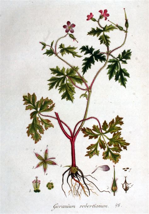 Illustration d'un Géranium Herbe-à-Robert avec ses feuilles et fleurs