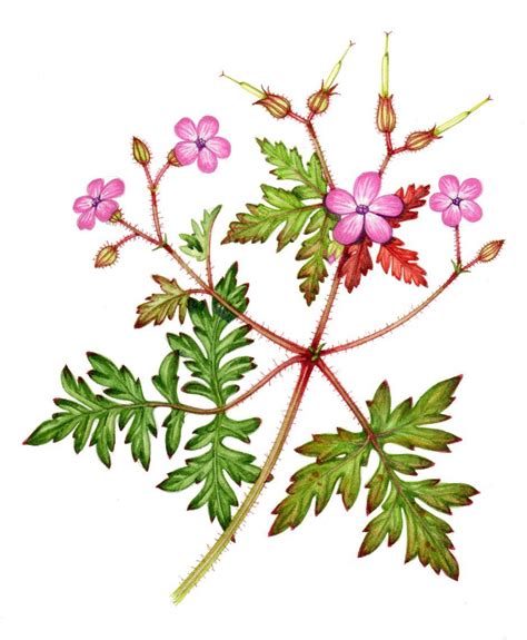 Dessin botanique détaillé du Geranium robertianum