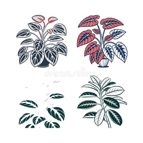 Illustration botanique du Peperomia obtusifolia montrant ses feuilles épaiss## Guide Complet pour Bouturer le Peperomia Obtusifolia : Une Multiplication Facile et Effic<tagimg>Peperomia obtusifolia et ses variétés