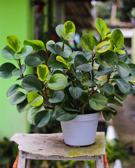 Bouture de tige de Peperomia obtusifolia
