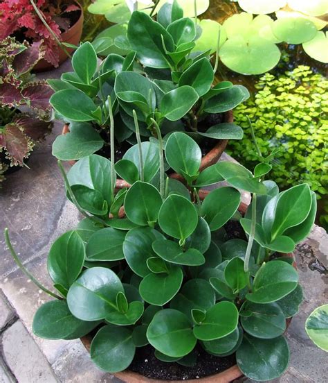 Arrosage d'un Peperomia obtusifolia