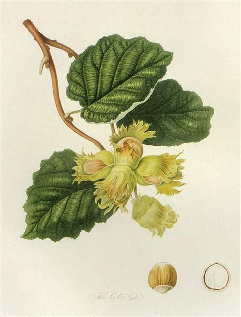 Illustration botanique du Corylus avellana montrant ses feuilles, ses chatons mâles et ses fruits