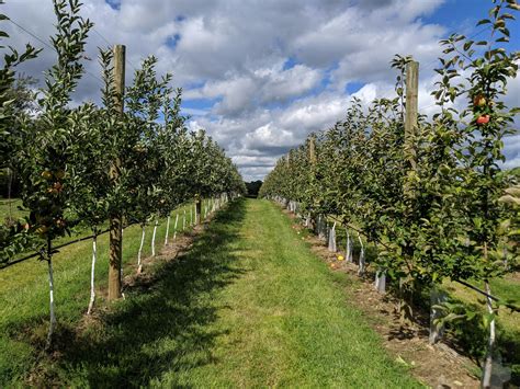 Pépinière locale avec diverses plantes et arbres fruitiers