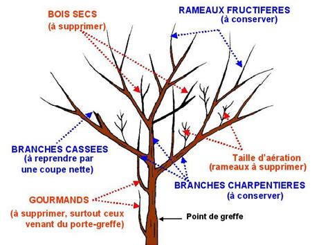 Arbre fruitier taillé avec soin, montrant des branches saines