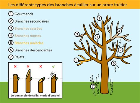 Diagramme montrant les différentes étapes de la taille d'un arbre fruitier