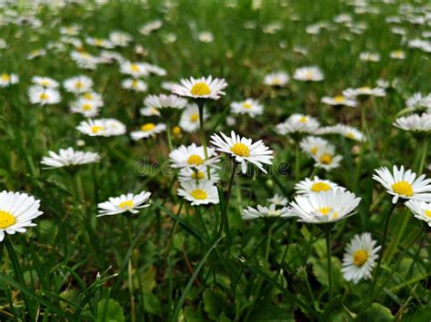 Champ de marguerites sauvages au printemps