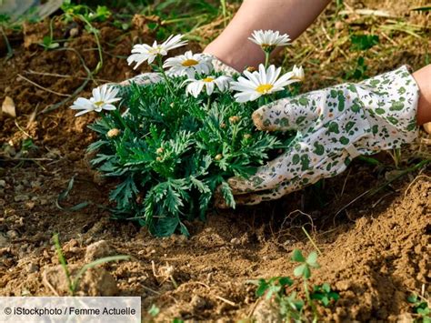 Schéma de plantation des marguerites en massif