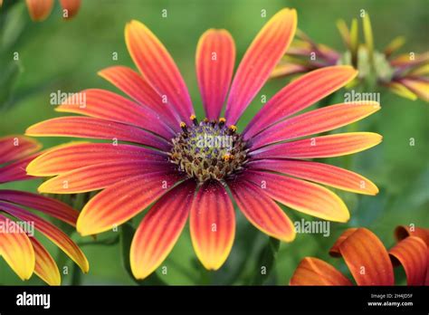 Gros plan sur une fleur d'Osteospermum bicolore