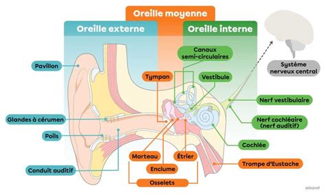 Schéma explicatif des mouvements circulaires à effectuer lors de l'application du gommage sur le visage