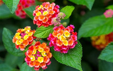 Lantana camara avec ses fleurs multicolores en ombelles