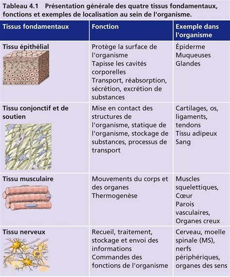 Schéma explicatif des propriétés astringentes des tanins sur les tissus enflammés