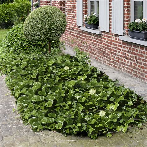 Lierre comme couvre-sol dans un jardin ombragé