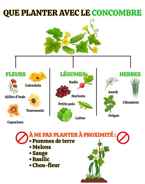 schéma explicatif du compagnonnage entre capucines et potager