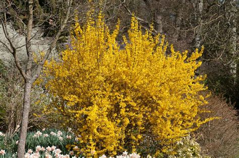 Illustration d'un forsythia en pleine floraison printanière