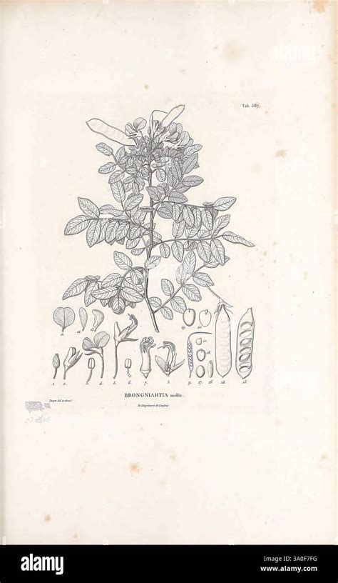 Illustration botanique d'un plant de fève avec ses gousses et ses fleurs