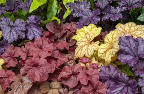 Focus sur une collection d'heuchères aux couleurs variées