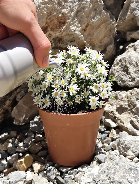 Edelweiss en pot